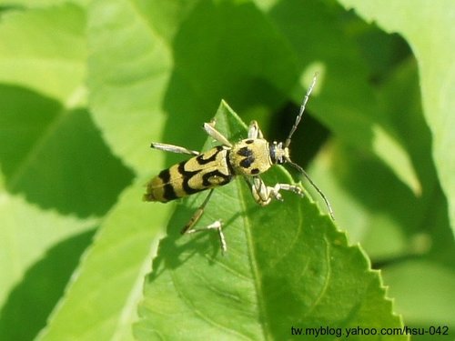 按此在新視窗瀏覽圖片