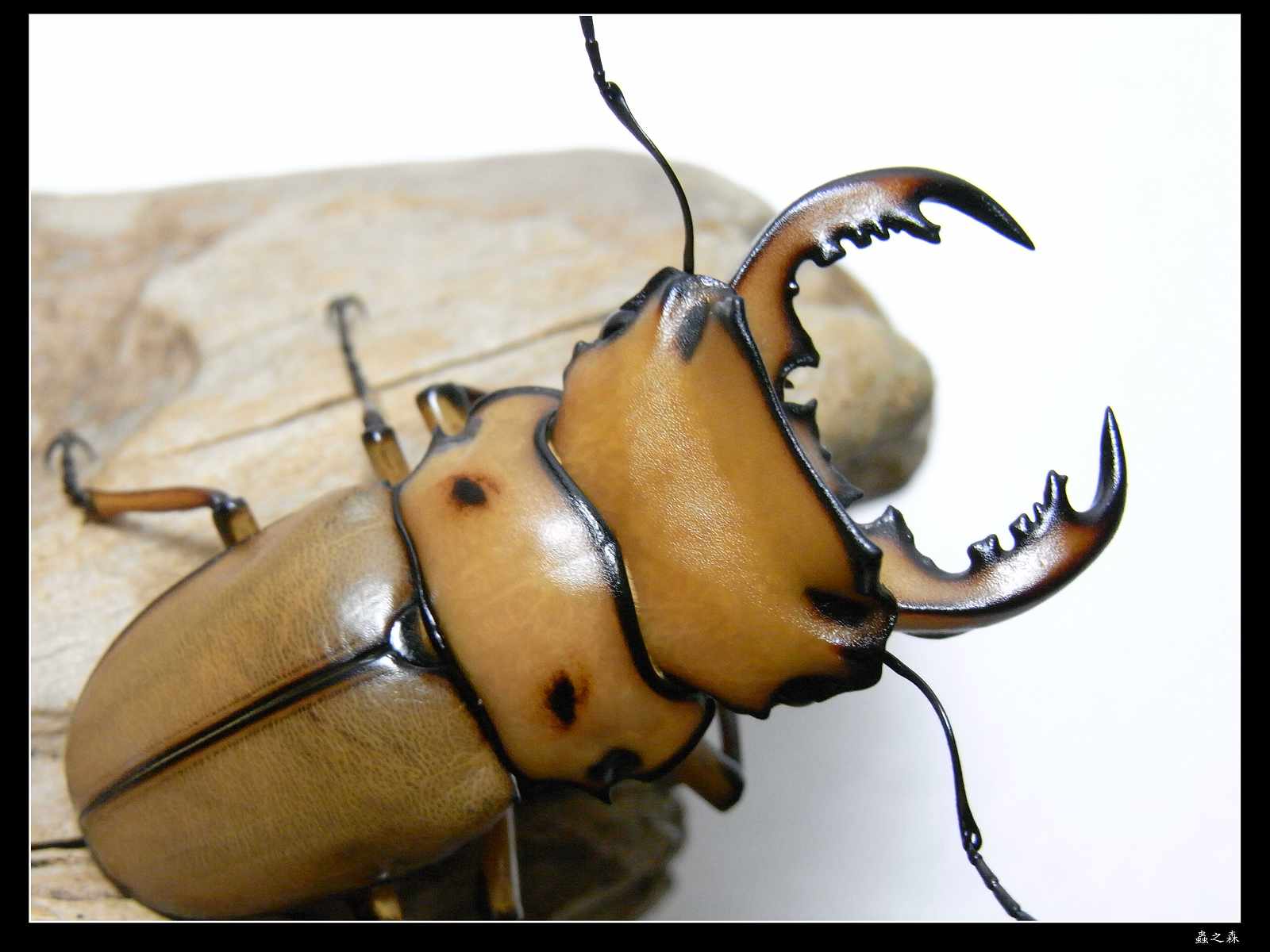 按此在新視窗瀏覽圖片