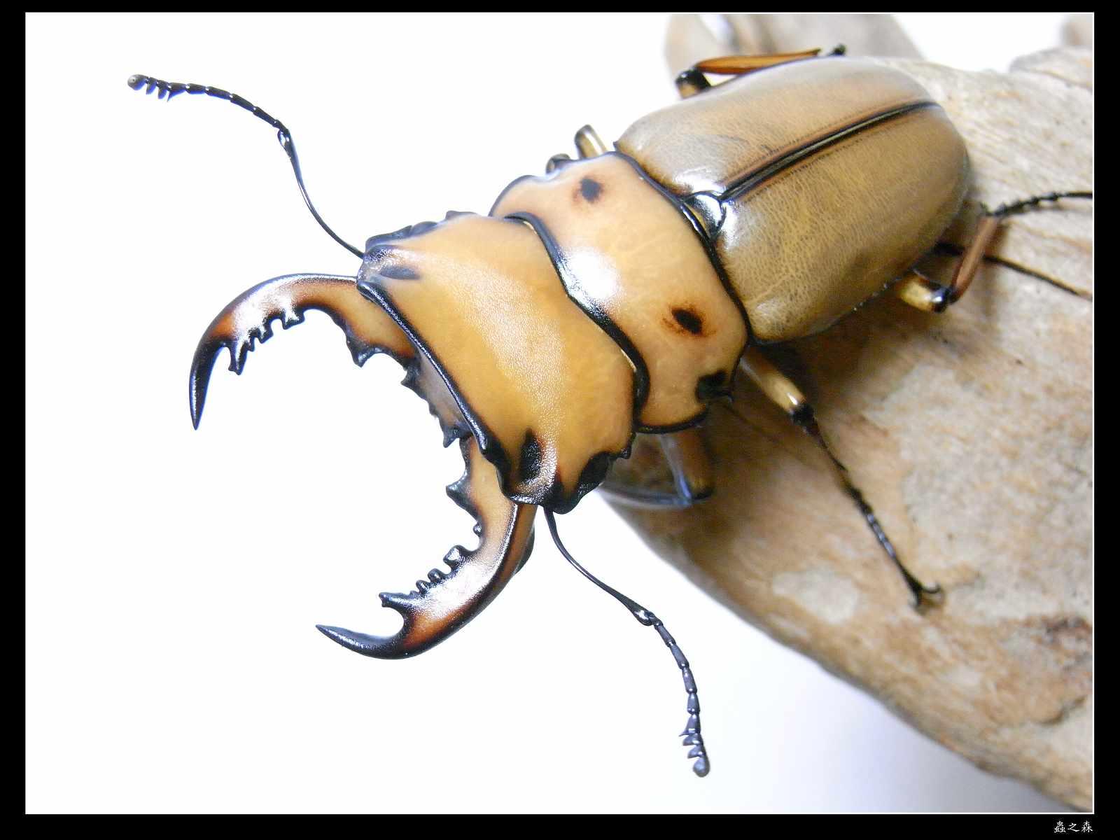 按此在新視窗瀏覽圖片