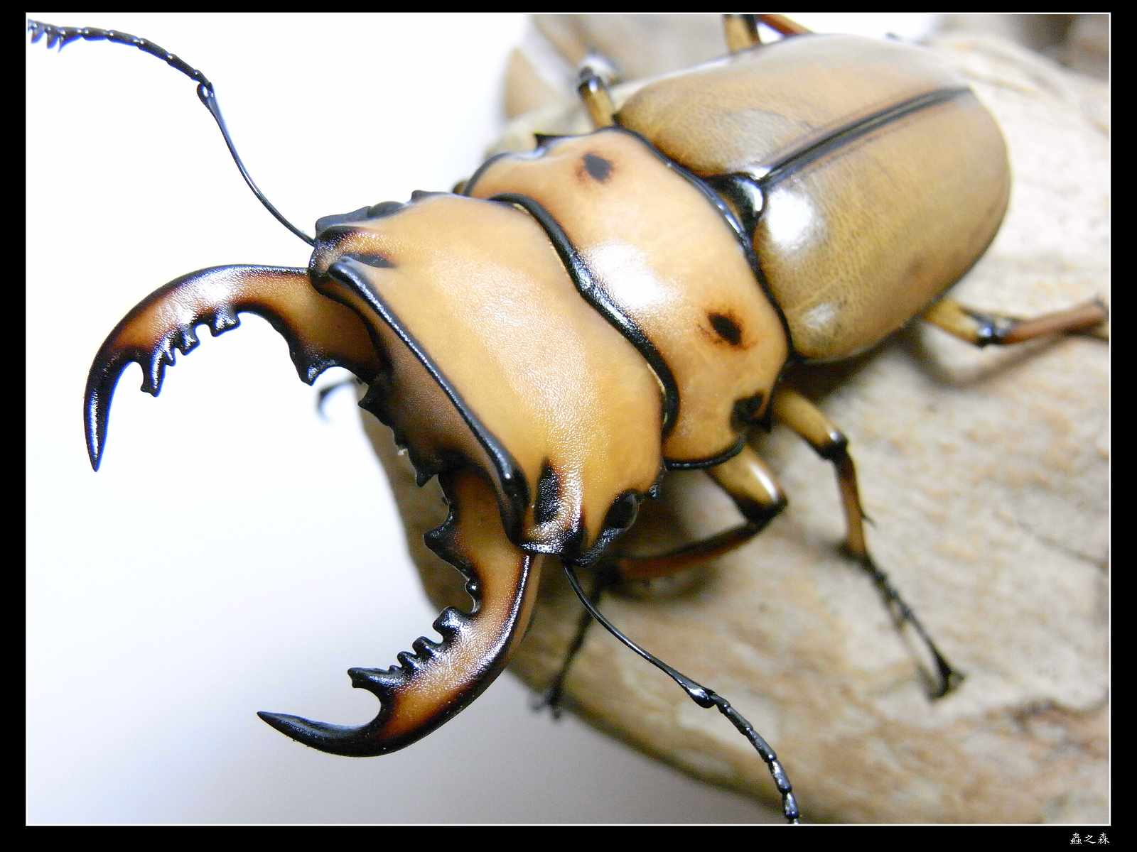 按此在新視窗瀏覽圖片