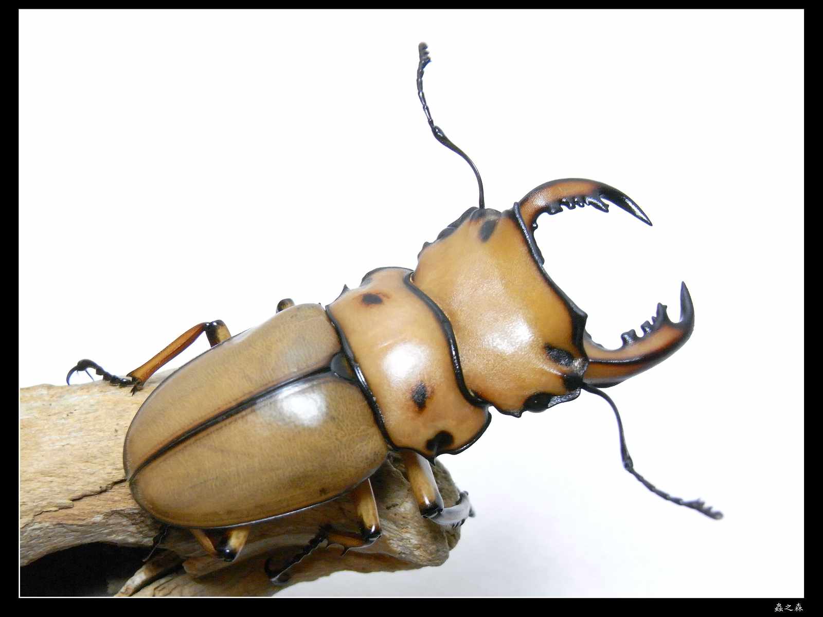 按此在新視窗瀏覽圖片