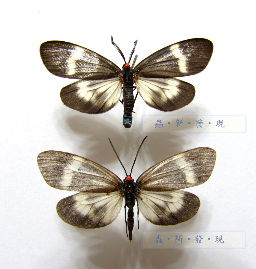 按此在新視窗瀏覽圖片