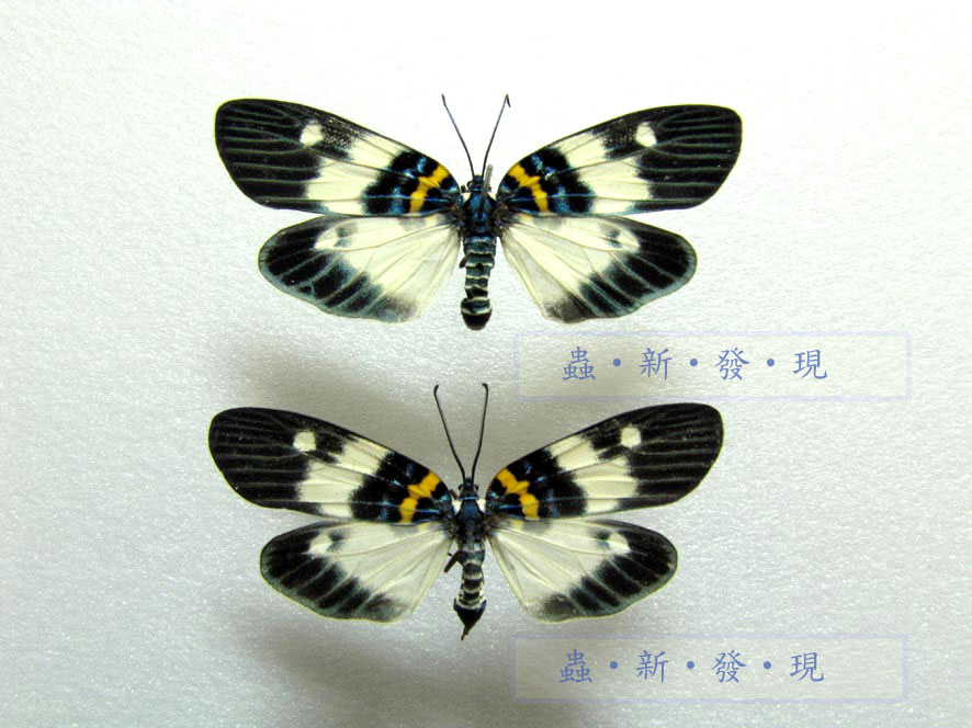 按此在新視窗瀏覽圖片