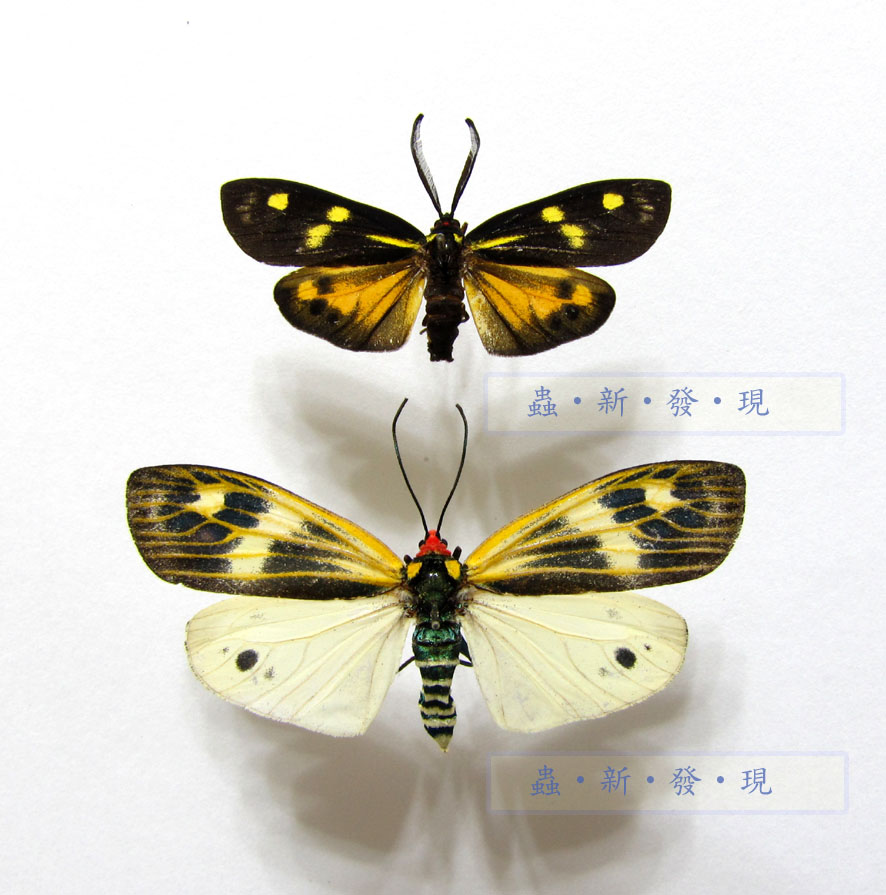 按此在新視窗瀏覽圖片