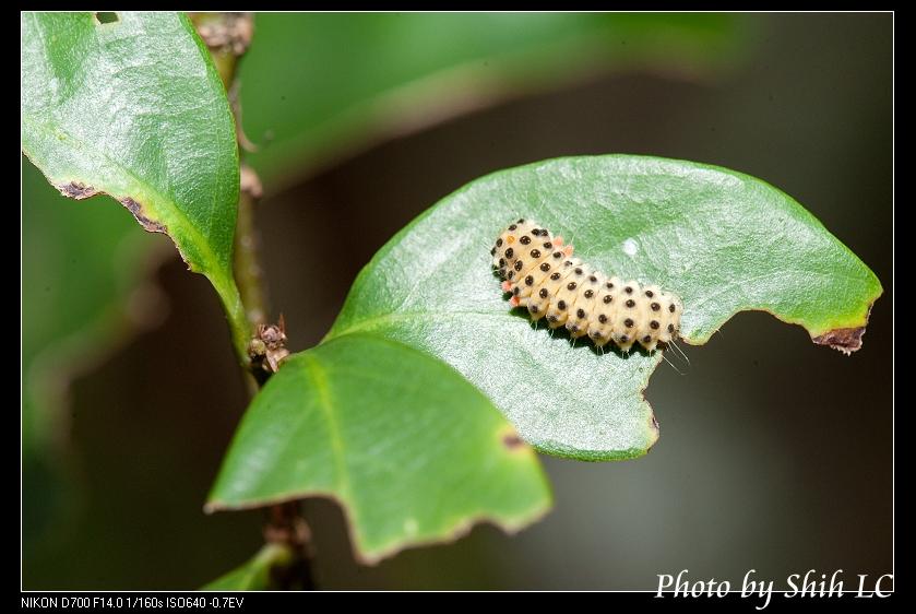 按此在新視窗瀏覽圖片