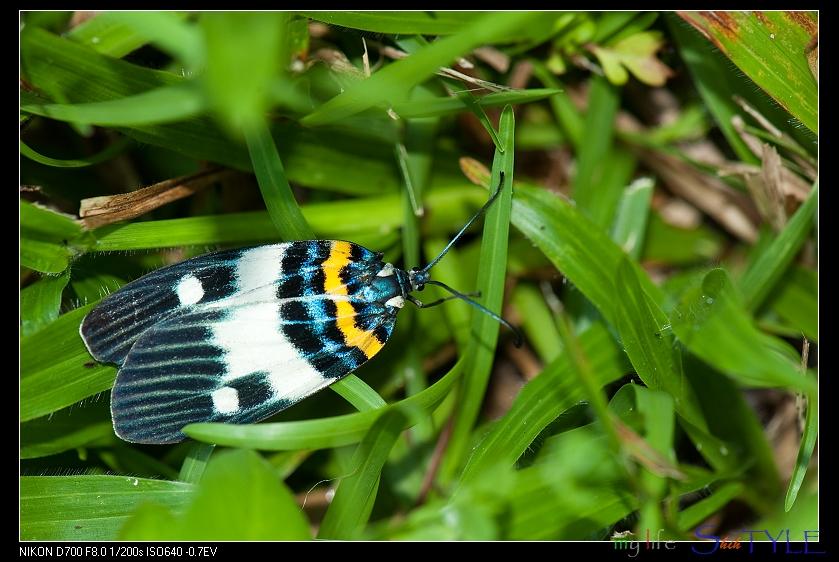 按此在新視窗瀏覽圖片