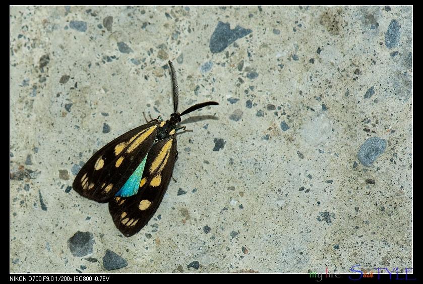 按此在新視窗瀏覽圖片