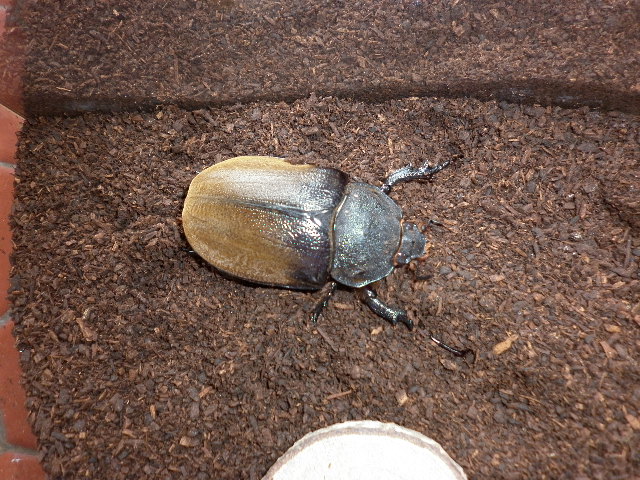 按此在新視窗瀏覽圖片