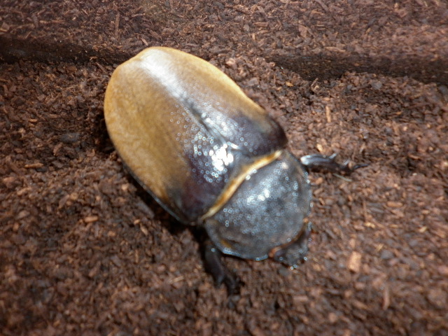 按此在新視窗瀏覽圖片