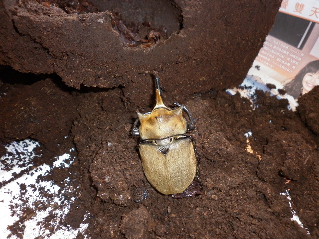 按此在新視窗瀏覽圖片