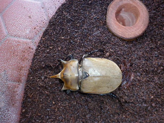 按此在新視窗瀏覽圖片