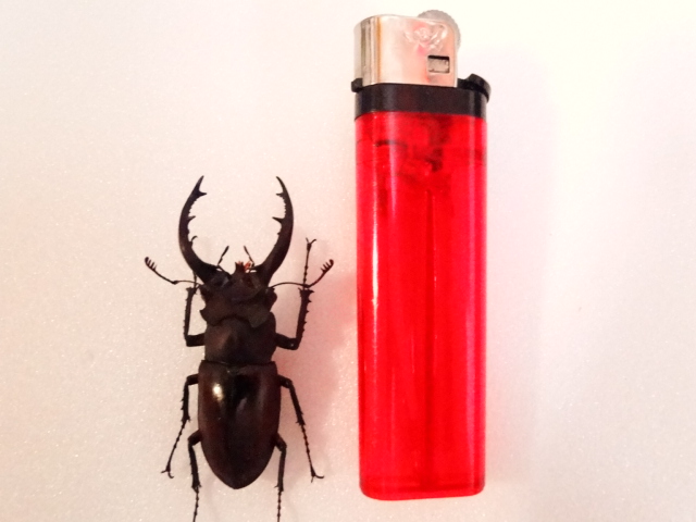 按此在新視窗瀏覽圖片