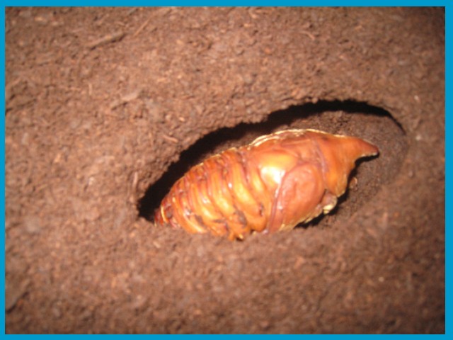 «ö¦¹¦b·sµøµ¡ÂsÄý¹Ï¤ù