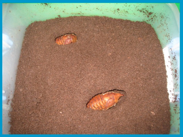 «ö¦¹¦b·sµøµ¡ÂsÄý¹Ï¤ù