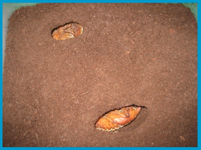 «ö¦¹¦b·sµøµ¡ÂsÄý¹Ï¤ù