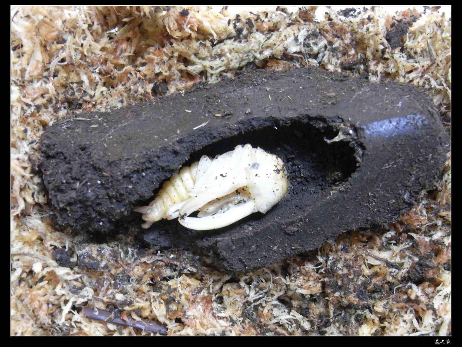 按此在新視窗瀏覽圖片