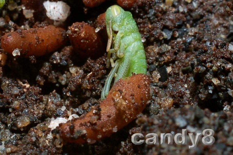 按此在新視窗瀏覽圖片