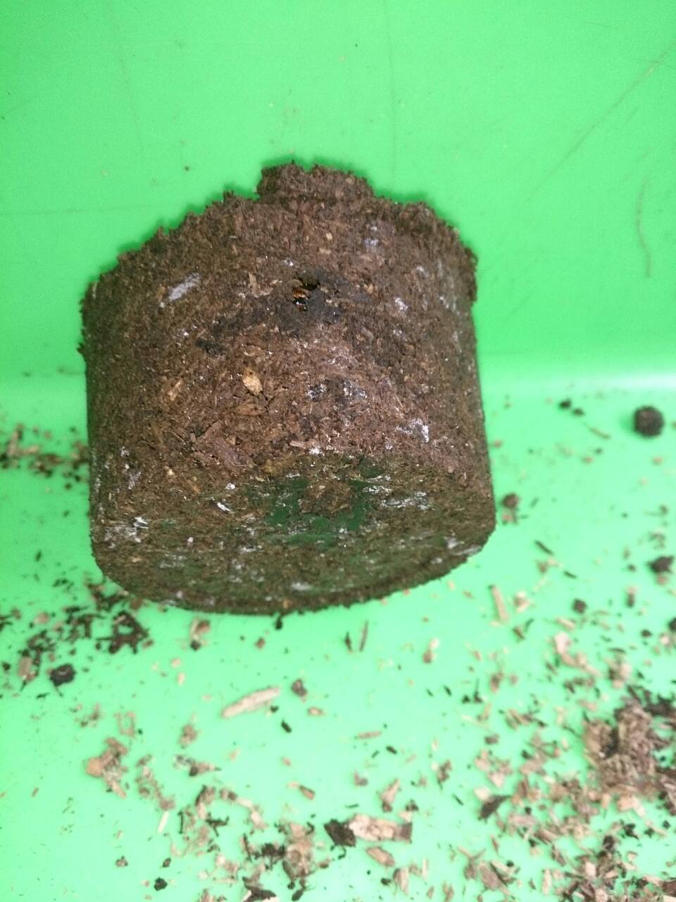 按此在新視窗瀏覽圖片