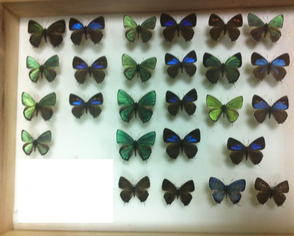 按此在新視窗瀏覽圖片