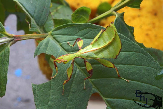 按此在新視窗瀏覽圖片