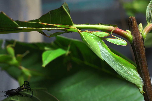 按此在新視窗瀏覽圖片