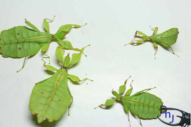 按此在新視窗瀏覽圖片