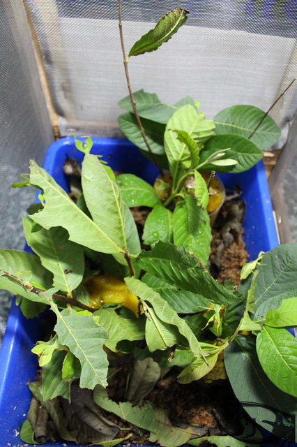 按此在新視窗瀏覽圖片