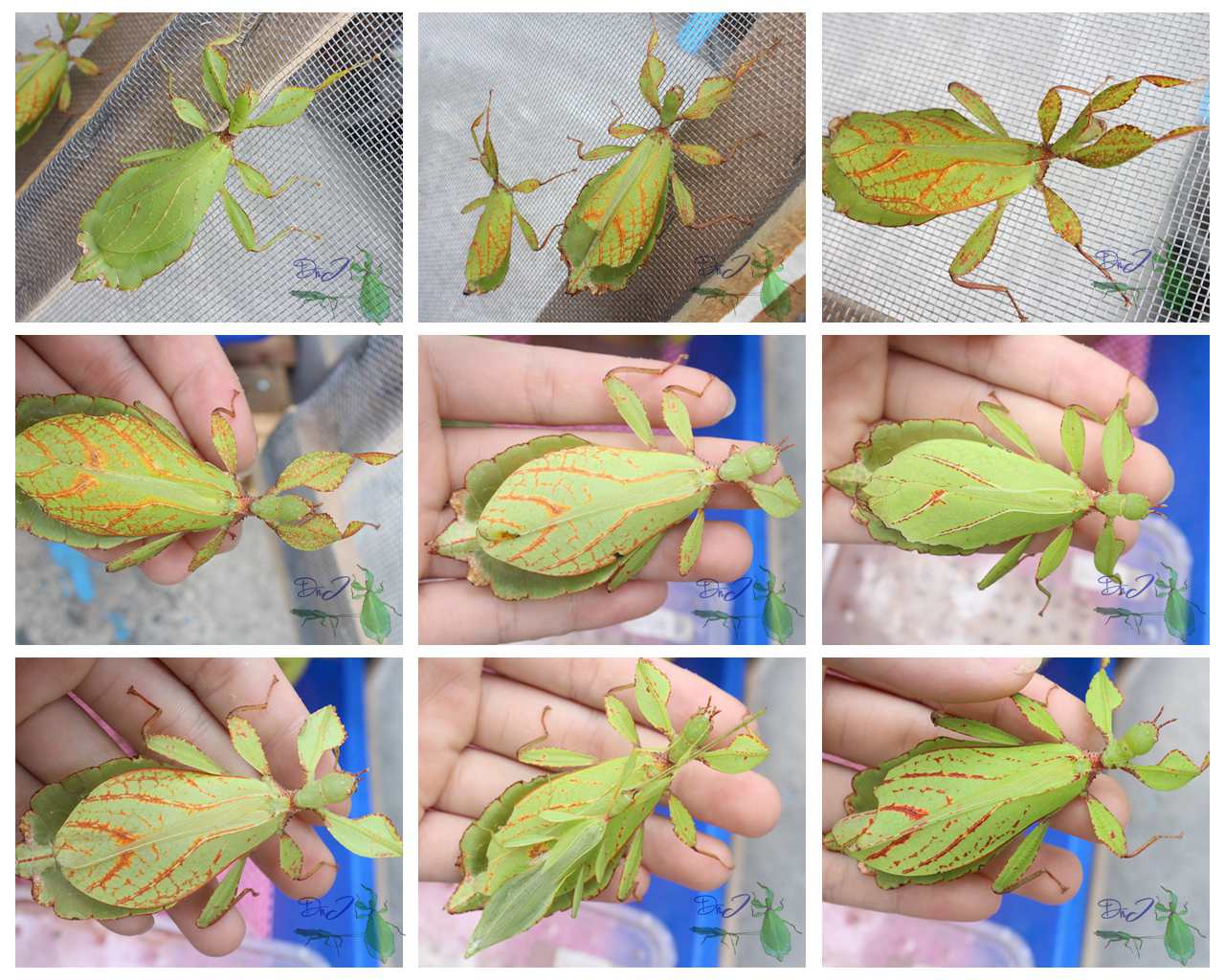 按此在新視窗瀏覽圖片