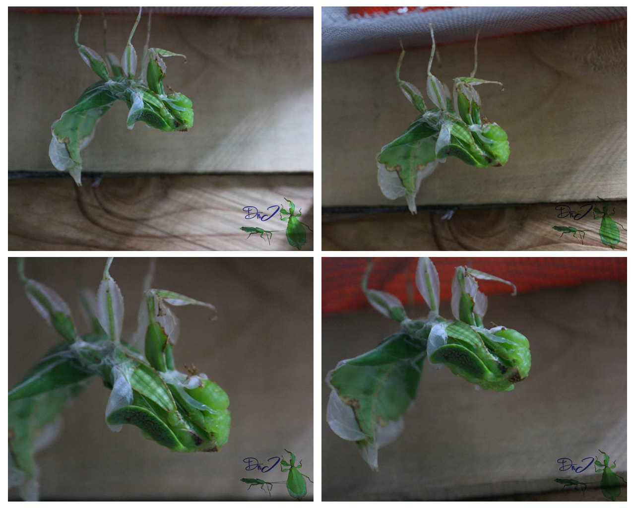 按此在新視窗瀏覽圖片