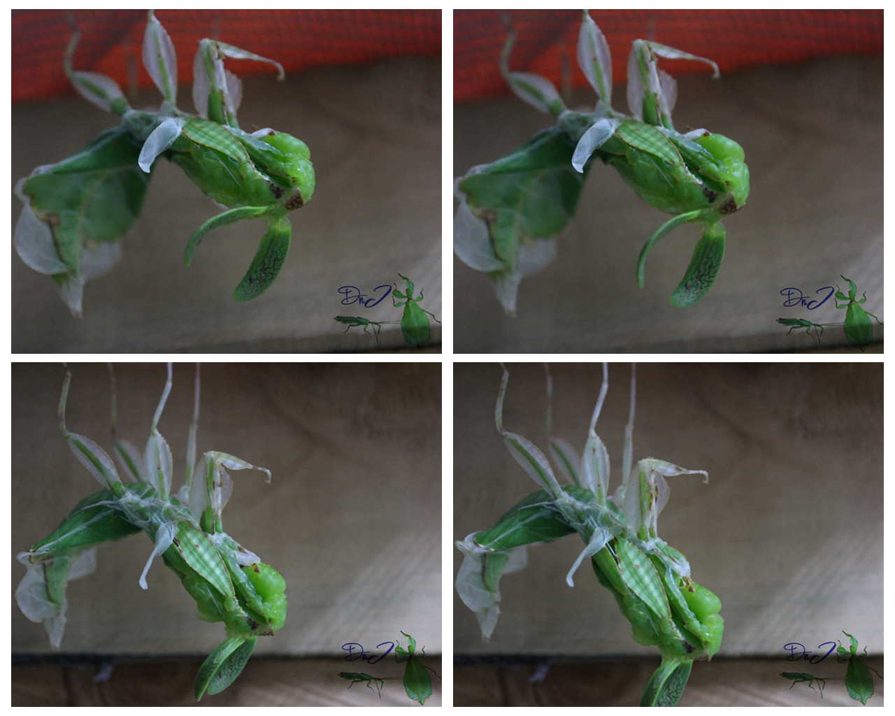 按此在新視窗瀏覽圖片