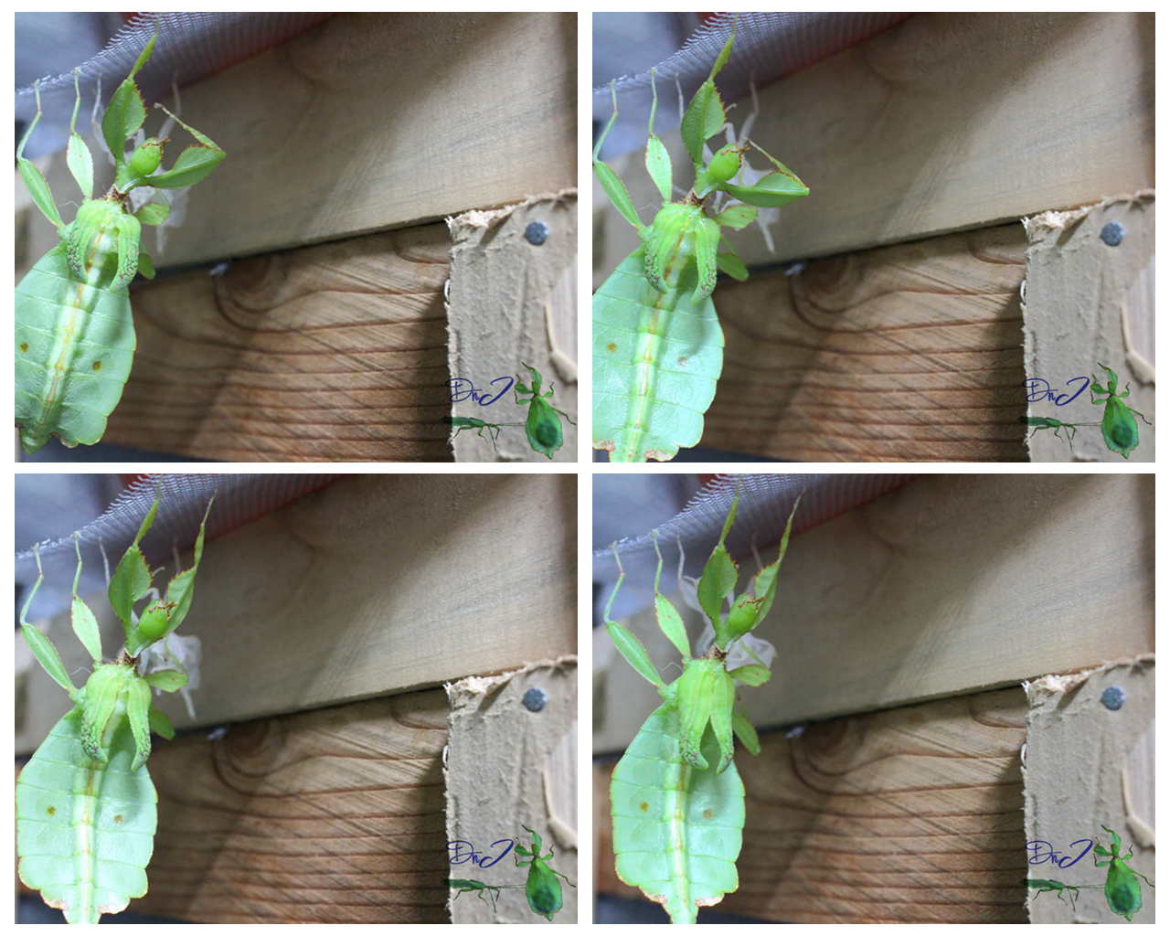 按此在新視窗瀏覽圖片