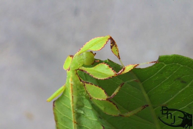 «ö¦¹¦b·sµøµ¡ÂsÄý¹Ï¤ù