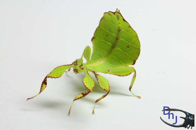 «ö¦¹¦b·sµøµ¡ÂsÄý¹Ï¤ù