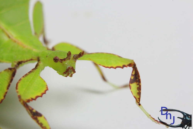 «ö¦¹¦b·sµøµ¡ÂsÄý¹Ï¤ù