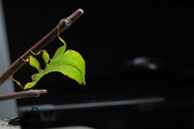 «ö¦¹¦b·sµøµ¡ÂsÄý¹Ï¤ù