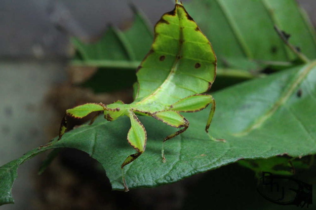 «ö¦¹¦b·sµøµ¡ÂsÄý¹Ï¤ù