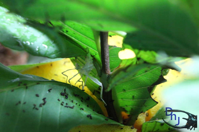 «ö¦¹¦b·sµøµ¡ÂsÄý¹Ï¤ù