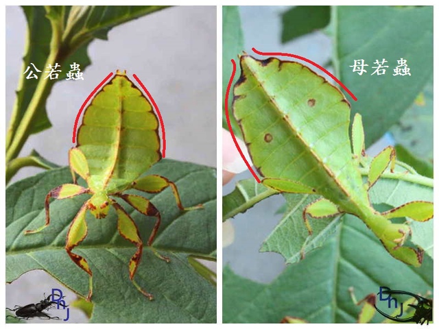 «ö¦¹¦b·sµøµ¡ÂsÄý¹Ï¤ù