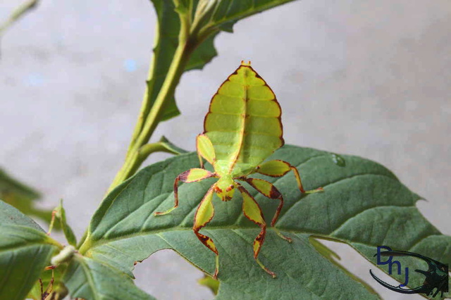 «ö¦¹¦b·sµøµ¡ÂsÄý¹Ï¤ù