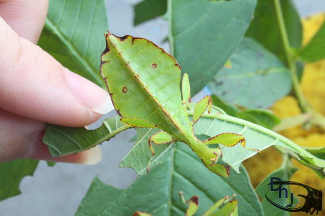 «ö¦¹¦b·sµøµ¡ÂsÄý¹Ï¤ù