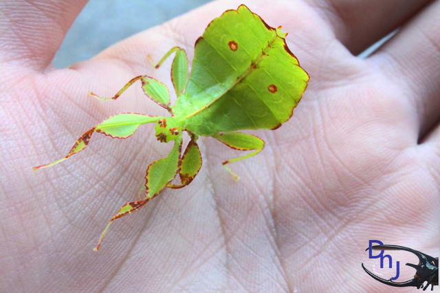 «ö¦¹¦b·sµøµ¡ÂsÄý¹Ï¤ù