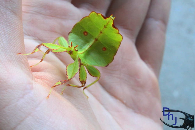 «ö¦¹¦b·sµøµ¡ÂsÄý¹Ï¤ù