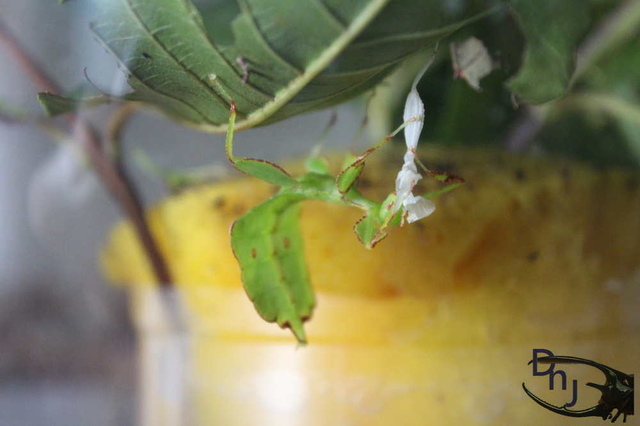 «ö¦¹¦b·sµøµ¡ÂsÄý¹Ï¤ù