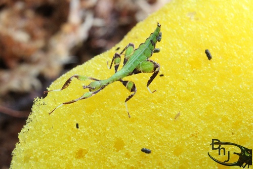 «ö¦¹¦b·sµøµ¡ÂsÄý¹Ï¤ù