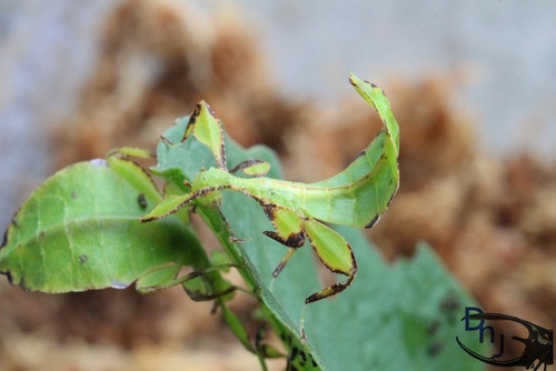 «ö¦¹¦b·sµøµ¡ÂsÄý¹Ï¤ù