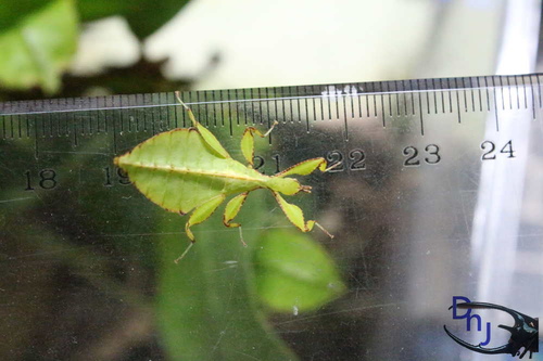 «ö¦¹¦b·sµøµ¡ÂsÄý¹Ï¤ù