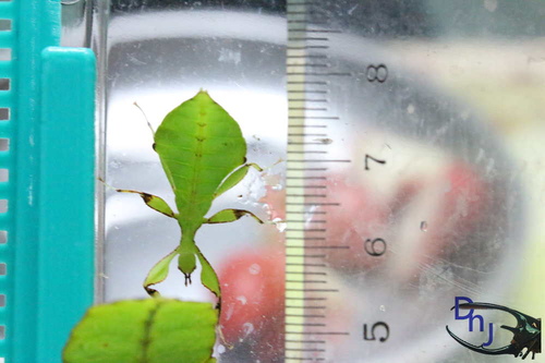 «ö¦¹¦b·sµøµ¡ÂsÄý¹Ï¤ù