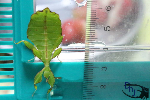 «ö¦¹¦b·sµøµ¡ÂsÄý¹Ï¤ù