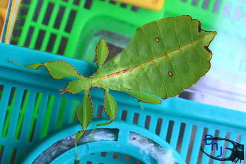 «ö¦¹¦b·sµøµ¡ÂsÄý¹Ï¤ù