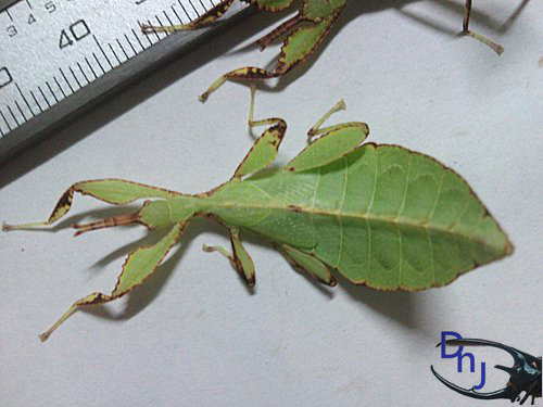 «ö¦¹¦b·sµøµ¡ÂsÄý¹Ï¤ù